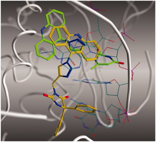 Figure 8. Positioning of the bulky phenytoin moiety of derivative 10 (gold) away from the binding site in comparison with the 6-methyluracil derivative 8 (green) in topoisomerase IIB.