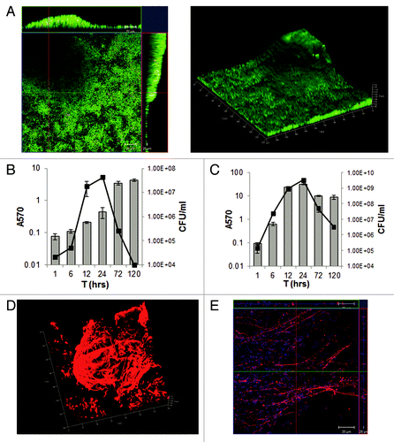 Figure 1. C. difficile biofilm formation in vitro. (A) Confocal microscopy analysis of biofilms formed by C. difficile R20291. Live/Dead staining shows dead bacteria red and live green, (propidium iodide and Syto 9, respectively). Biofilm was incubated for 3 days. 3D images of biofilms (right panel) depicting biofilm thickness in micrometers. Time course for biofilm formation by strain 630 (B) and R20291 (C) measured by CV staining (bars) and colony counts (CFU/ml, line). The results are presented in log scale, and the error bars represent standard deviations (P < 0.05).The data are representative of at least three independent experiments, each performed in triplicates. (D) Characterization of C. difficile biofilm matrix: 3D confocal microscopy images of R20291 biofilms stained with murine anti-R20291 after incubation for 3 days (E) Biofilms stained with antibodies to a synthetic C. difficile PSII polysaccharide (red) and DAPI (blue), which stains the bacterial DNA.