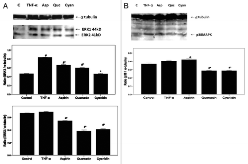 Figure 6. PSPL components reduce ERK and p38 MAPK signaling. Expression of (A) ERK-1 and ERK-2 as well as (B) p38MAPK in treated HAECs was determined using western blot analysis. α-tubulin expression was used as the loading control. A representative image of three similar results is shown. Semi-quantitative analysis of three independent experiments are also shown (bottom panel). # indicates a significant difference between the TNF-α treatment and control groups, p < 0.05. * indicates a significant difference between the TNF-α and experimental treatment groups, p < 0.05.