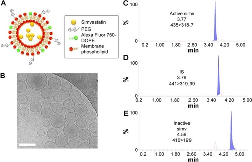 Figure 6 Simvastatin-loaded liposome characterization.Notes: (A) Structure and composition of neutral liposome compounds used in detection experiments. (B) CryoTEM image of liposomes with simvastatin encapsulated formed by the lipid mixture DLPC/CHOL/CHOL–PEG (scale bar: 200 nm). (C–E) UHPLC chromatographic profile of peaks corresponding to (C) active simvastatin (also named acid simvastatin), (D) IS (simvastatin hydroxy acid ammonium salt), and (E) inactive simvastatin (also named lactone). For each compound analyzed, retention time (expressed in minutes) and transition are presented.Abbreviations: CryoTEM, cryogenic transmission electron microscopy; DLPC, 1,2-didodecanoyl-sn-glycero-3-phosphocholine; CHOL, cholesterol; CHOL–PEG, cholesteryl–polyethylene glycol 600 sebacate; UHPLC, ultra-high-protein liquid chromatography; IS, internal standard; DOPE, 1,2-dioleoyl-sn-glycero-3-phosphoethanolamine; simv, simvastatin; min, minute; PEG, polyethylene glycol.