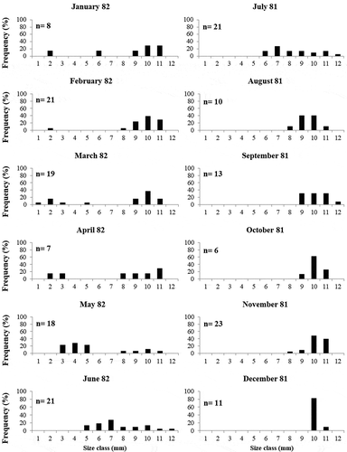 Figure 4. Size-frequency distributions of Jujubinus exasperatus, with the number of collected specimens (n), from the whole transect.