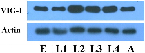 Figure 2. Temporal pattern of VIG-1 expression. Protein lysates were prepared from wild-type worms at each developmental stage, and immunoblotted with an anti-VIG-1 antibody. Actin was used as a loading control. E, egg stage; L1-L4, larval stages; A, adult stage.