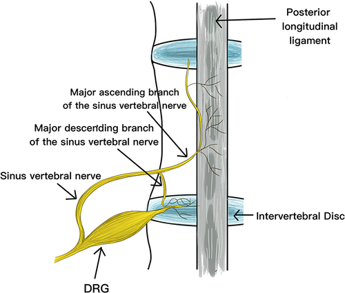 Figure 16 The sinuvertebral nerves branched from the DRG are distributed to the posterior aspect of the lumbar disc and the posterior longitudinal ligament.