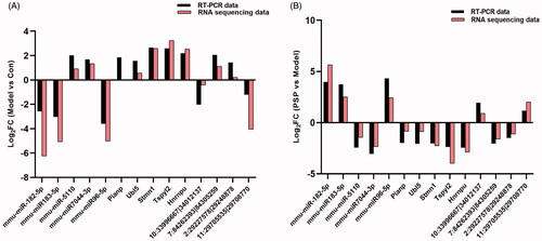 Figure 5. Differential expression of mRNAs, miRNAs, and circRNAs, as validated by real-time quantitative polymerase chain reaction (q-PCR). The miRNA expression levels detected by RNA sequencing (mmu-miR-182-5p, mmu-miR-183-5p, mmu-miR-5110, mmu-miR-7044-3p, mmu-miR-96-5p), mRNAs (Pianp, Ubl5, Stmn1, Tspyl2, Hnrnpu), and circRNAs (10:33996667|34012137, 7:84262393|84305259, 2:29227578|29248878, 11:29705535|29708770) were consistent with q-PCR results. ‘PSP’ represents brain ageing model mice treated with PSP. ‘Control’ represents untreated mice. ‘Model’ represents brain ageing model mice. PSP: Polygonatum sibiricum polysaccharide.
