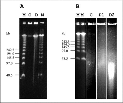 Figure 3. Restriction enzyme digests (HindIII) of (A) raspberry HMW-DNA and (B) blackcurrant HMW-DNA.The λ Ladder PFG marker (M) was run alongside (C) undigested DNA and (D) digested HMW-DNA. The size of marker fragments is shown in kilobases (kb). Raspberry HMW-DNA was subjected to 0.5-80 U HindIII and digested for 20 min at 37°C. Blackcurrant HMW-DNA was digested with 20–120 U HindIII and digested for (D1) 120 min and (D2) 24 h at 37°C. The visualized digested DNA represents a mixture of different amounts of added enzyme. HWA-DNA, high molecular weight DNA.