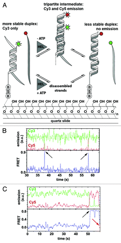 Figure 3. Ded1-mediated RNA remodeling monitored by smFRET. (A) Experimental design and results. The Cy3-labeled RNA strand (light gray; Cy3, green circle) forms a thermodynamically stable duplex with the immobilization strand (white) that is surface-tethered via a biotin-streptavidin linkage (“B,” “S”), while the Cy5-labeled strand (dark gray; Cy5, red circle) is in solution. Strand exchange in the presence of Ded1 (“HEL”) and in the absence of ATP proceeds via a tripartite intermediate characterized by a sudden increase in Cy5 emission through FRET, followed by the formation of the thermodynamically less stable duplex accompanied by a complete loss of fluorophore emission (upper pathway). In the presence of both Ded1 and ATP, strand exchange involves complete disassembly of the more stable duplex and subsequent formation of the less stable one (lower pathway). Passivation of the quartz slide is achieved through coating with polyethylene glycol to prevent non-specific binding of the protein to the slide.Citation161 (B and C) Representative fluorophore emission and FRET time traces. Cy3 and Cy5 emission over time (green and red traces) displays FRET-typical anti-correlated behavior (upper plots). FRET over time reveals the formation of the tripartite intermediate, as indicated by a sudden burst of FRET (lower plots, black arrows), followed either by dissociation of the Cy5-labeled strand (B) or strand exchange and complete absence of fluorophore emission (C, red arrow). Figure modified from reference Citation140.