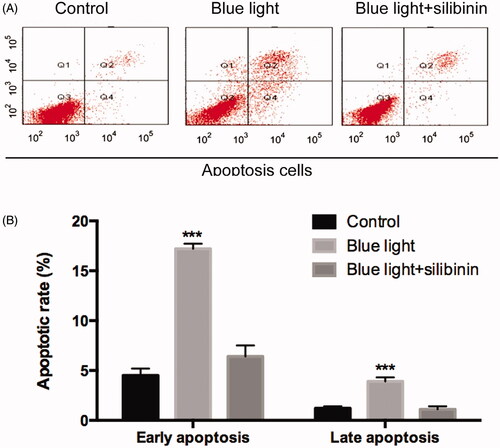 Figure 4. Effects of silibinin on apoptosis rate in blue light induced RGCs. (A) Flow cytometry analysis of apoptosis in cultured podocytes in different groups and quantitation of these results (n = 5). (B) Cell apoptosis detected using flow cytometry. The bars indicate the SD; n = 6, in terms of independent wells; **p < .001.