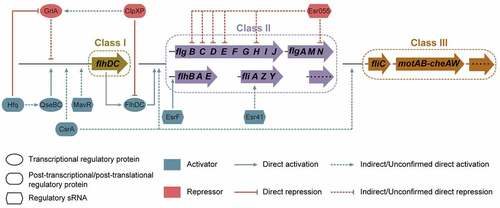 Figure 6. Regulation of flagellar gene expression by post-transcriptional and post-translational regulatory proteins and regulatory small regulatory RNAs (sRNAs) in EHEC O157:H7. Post-transcriptional and post-translational regulatory proteins affecting EHEC O157:H7 motility and flagellar biosynthesis include CsrA, ClpXP, and Hfq. Regulatory sRNAs affecting EHEC O157:H7 flagellar motility and biosynthesis include EsrF, Esr055, Esr41, and MavR.