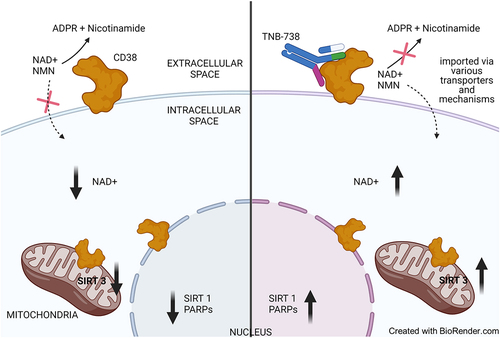 Figure 8. Schematic representation of intracellular NAD+ boosting by TNB-738-mediated CD38 inhibition.