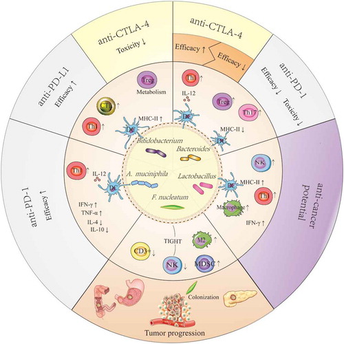 Figure 2. Potential mechanism that explains the anticancer or pro-cancer effects of some candidate ICI-therapy-associated bacteria by shaping the host immune status. Lactobacilli may upregulate the expression of MHC-II on DCs, enhance the activity of NK cells and macrophages, and improve Th1-mediated immune responses as well as increase the production of IFN-γ in tumors. The effects described above facilitate the anticancer potential of Lactobacilli. Bifidobacteria can improve the efficacy of anti-PD-L1 therapy by upregulating the expression of MHC-II on DCs, promoting Th1 polarization and CTL accumulation in the tumor microenvironments, and reducing the toxicity of anti-CTLA-4 therapy through enhanced Treg cell metabolism. Akkermansia muciniphila can enhance the efficacy of anti-PD-1 therapy in a manner dependent on the enhanced IL-12-dependent Th1-related immune response, along with increased levels of IFN-γ and TNF-α and decreased levels of IL-4 and IL-10. The results from a preclinical trial confirmed that Bacteroidetes can restore anti-CTLA-4 treatment efficacy by enhancing the IL-12-dependent Th1-related immune response, whereas these bacteria are associated with poor clinical outcomes of anti-CTLA-4 or anti-PD-1 therapy in human clinical trials. Fusobacterium nucleatum can promote tumor progression in gastrointestinal cancer and pancreatic cancer, and it is verified to be associated with reduced density of CD3 + T cells, exhaustion of NK cells, and augmentation of M2 polarization along with accumulation of MDSCs in tumor microenvironments. These effects may be closely linked with their colonization in tumors.