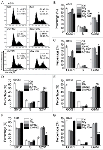 Figure 2. miR-300 restores IR-induced G2 cell cycle arrest. (A) A549 cells transfected with miR-300 mimics or inhibitor were treated with 2 Gy of X-rays, the cell cycle distribution was measured by flow cytometry. Representative images of each group. (B) The quantification of the data in (A). (C-E) Cell cycle distribution of H446 (C), GLC82 (D) and H1299 (E) cells treated with 2 Gy of X-rays at 15 h post-irradiation. (F-G) Cell cycle distribution of A549 (F) and H446 (G) cells treated with 5 Gy of X-rays at 24 h post-irradiation. Ctrl, control; NC, pre-miRNA negative control; P300, pre-miR-300; IN, miRNA inhibitor negative control; I300, miR-300 inhibitor. * P < 0.05, ** P < 0.01, compared to control; NS, not significant.