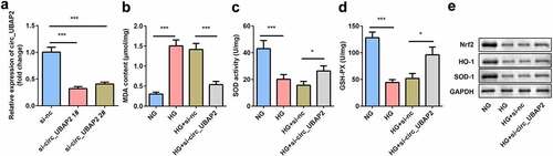 Figure 2. Knockdown of circ-UBAP2 attenuated oxidative stress triggered by HG in hRMECs. (a) The transfection efficiency of circ-UBAP2. (b) MDA contents, (c) SOD, and (d) GSH-PX activities in hRMECs were detected using the corresponding kits after the indicated treatments. (e) Western blotting for the proteins of Nrf2, HO-1, and SOD-1. GAPDH was used to normalize the protein levels. Each experiment was performed in triplicate. *P < 0.05; ***P < 0.001. MDA, malondialdehyde; SOD, superoxide dismutase; GSH-PX, glutathione peroxidase; hRMECs, human retinal microvascular endothelial cells