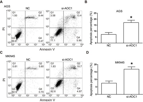 Figure 5 Knockdown of AOC1 induces apoptosis in human gastric cancer cells. (A) and (B) The effect of AOC1 knockdown on the apoptosis of AGS cells was detected using flow cytometry. (C) and (D) The effect of AOC1 knockdown on the apoptosis of MKN45 cells was detected using flow cytometry. All experiments were performed in triplicate. *P<0.05.