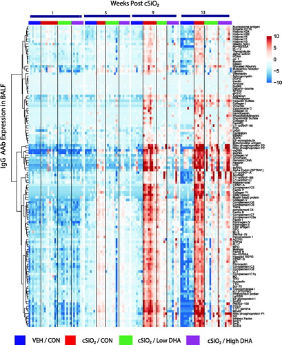 Figure 2. cSiO2-induced IgG AAb responses in BALF are impeded by DHA intake. Heat maps with unsupervised clustering (Euclidian distance method) depict Ab-score values for IgG AAbs for 122 AAgs measured in the BALF. Top bar indicates the VEH/CON, cSiO2/CON, cSiO2/Low DHA, and cSiO2/High DHA groups, respectively, at 1, 5, 9, or 13 weeks PI. Scale bar values reflect the range of variance-stabilized Ab scores, which were centred across rows.