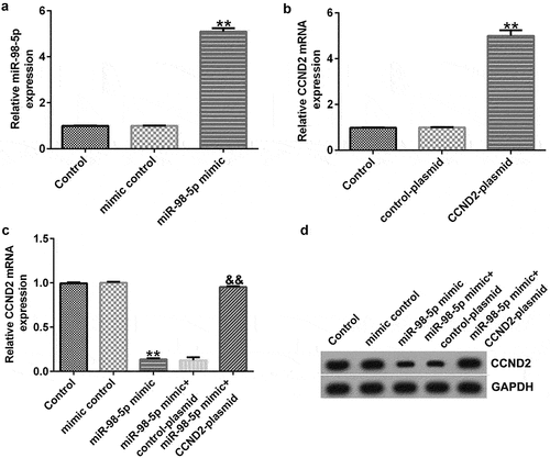 Figure 6. miR-98-5p negatively regulated CCND2 expression in AGS cells.