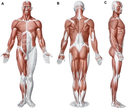 Figure 1 Shape and arrangement of the muscles on the ventral (A), dorsal (B), and lateral (C) surface of the human body.