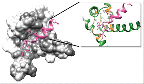 Figure 5. Active S100P residues that interact with estrogen receptor (pink) based on molecular modeling studies are highlighted in gray surfaces and green ribbons. S100P residues that reside within 5 A interaction zone is highlighted in yellow.