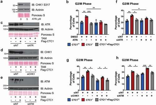 Figure 4. G2 arrest following CTC1 KO is ATR-dependent. (a) Western blot analysis of CTC1F/F cells treated with 5 µM ATRi (VE-821) for 24 h to confirm ATR inhibition. 2 mM HU was added 2 h prior to collection to induce CHK1 S317 phosphorylation. (b) Graph of the percentage of G2/M cells at 13 day after TAM addition with DMSO or ATRi treatment for 24 h. (n = 3 independent, biological replicates) (c-h) Cells were treated with siRNA for 72 hours prior to collection, starting on day 8 after TAM addition. (c-e) Analysis of siRNA knockdown of ATR (c), CHK1 (d) or ATM (e). siNT: non-target control. Actinin and Ponceau S staining serve as loading controls. (f-h) Graphs of the percentage of G2/M cells following siRNA knockdown of ATR (f), CHK1 (g) or ATM (h) (n = 3 independent, biological replicates). Error bars indicate the ±SEM. (*P ≤ 0.05, **P ≤ 0.01, ***P ≤ 0.001)