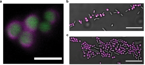 Figure 2. (a) confocal fluorescence micrograph showing optotracer staining of GFP-expressing S. aureus 8325–4. The GFP (green) is located in the bacterial cytoplasm, while the optotracer is clearly located to the cell wall (magenta). Scale bar = 2 µm. (b,c) confocal fluorescence micrographs showing selective reporting of gram-positive bacteria (coccoid) in mixes also containing a gram-negative (rod-shaped) species. Selective staining of (b) S. aureus when mixed with Salmonella Enteritidis and (c) Staphylococcus epidermidis when mixed with E. coli. Scale bar = 10 µm. Reprinted from Butina et al. 2020 [Citation91], (open access CC by 4.0).