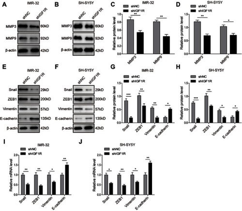 Figure 3 Knockdown of IGF1R inhibits the EMT of NB cells. (A–D) Expression levels and semi-quantitative analysis of MMP3 and MMP9 in IMR-32 (A and C) and SH-SY5Y (B and D) cells determined by Western blot analysis. (E–H) Expression levels and semi-quantitative analysis of EMT related proteins, including Snail, ZEB1, Vimentin, and E-cadherin, in IMR-32 (E and G) and SH-SY5Y (F and H) cells determined by Western blot analysis. (I and J) mRNA expression of EMT-related proteins in IMR-32 (H) and SH-SY5Y (I) cells determined by RT-PCR. *P<0.05, **P<0.01, ***P<0.001 vs shNC group. All data are shown as the mean±SD based on three independent experiments.Abbreviations: NB, neuroblastoma; IGF1R, insulin-like growth factor 1 receptor; EMT, epithelial-mesenchymal transition.