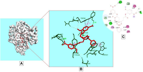 Figure 6 Docking model of AAZ7 interacting with butyrylcholinesterase BChE enzyme. (A) Structure of synthesized compound AAZ7 (red) at a specific site inside protein cartoon model (white). (B) Three- dimensional display of AAZ7 (red) with amino acid residue (green) at the binding site with bond distance shown. (C) Two-dimensional visualization of AAZ7 at the enzyme binding site with bonding patterns and bond distance shown.