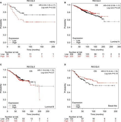 Figure 8 OS curves of RECQL5 with the different intrinsic breast cancer subtypes identified for patients in the database (Affymetrix ID for RECQL5: 221686_s_at).Notes: (A) HER2; (B) Luminal A; (C) Luminal B; (D) Basal-like.Abbreviation: OS, overall survival.