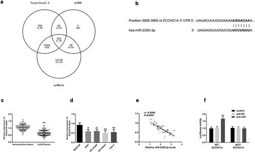 Figure 4. ZCCHC14 is a target gene of miR-2355-3p. (a) Predicted binding sites of miR-2355-3p and ZCCHC14. (b) Expression of ZCCHC14 was downregulated in LUAD tissues. (***P < 0.001). (c) Expression of ZCCHC14 was downregulated in LUAD cells. (**P < 0.01, ***P < 0.001). (d) The correlation between the expression of miR-2355-3p and ZCCHC14 is negative in LUAD tissues. (r = −0.8565, p < 0.0001). (e) Dual-luciferase reporter assay was performed in NCI-H1299. (***P < 0.001)