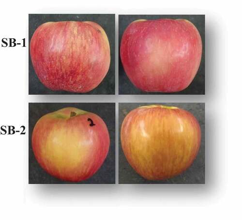 Figure 1. The two severity levels of sunburn browning used for assessments of ‘Honeycrisp’ apples in 2016.