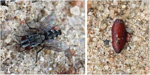 Figure 4. Metopia argyrocephala. (a) Fly; (b) puparium.