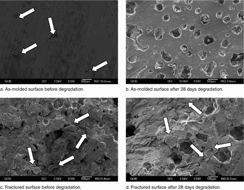 Figure 3. The microstructure of as-molded and fractured surfaces of gentamicin-loaded (Palacos R+G) bone cement with 5% chitosan before and after 28 days of degradation. Note: arrows.