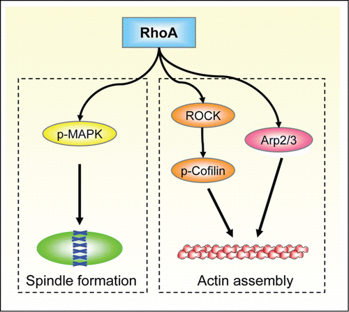 Figure 9. Schematic for the roles of RhoA in porcine oocytes and embryos. RhoA may regulate porcine oocyte maturation and embryo development through 2 signaling pathways: RhoA-ROCK/p-Cofilin/Arp2/3-actin for spindle migration and positioning; and RhoA-p-MAPK-microtubule for spindle formation.