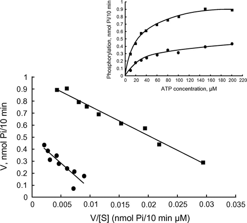 Figure 3. Enzyme kinetics of the PKA catalytic subunit. Eadie–Hofstee plot of kinetic experiments with PKA. PKA was assayed without violacein (closed square) and in the presence of 6-μM violacein (closed circle).