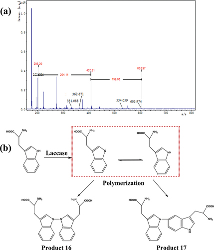 Figure 7. (a) MALDI-TOF mass spectra of tryptophan samples treated by laccase; (b) the proposed pathway of the enzymatic oxidation reaction of tryptophan.