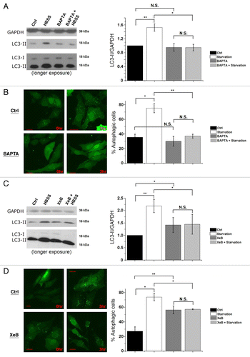 Figure 7. Intracellular Ca2+ and Ins(1,4,5)P3Rs are requisite for starvation-induced autophagy. (A) LC3 western blotting in HeLa cells treated without (Ctrl) or with HBSS for 3 h, 10 µM BAPTA-AM or both (BAPTA + HBSS). One hour before collecting cells, 100 nM Baf A1 was added. Cells were given BAPTA-AM for 30 min, then washed with complete cell culture medium (DMEM) as the control or HBSS and incubated for 3 h before collecting. Left: Representative blots. Right: Quantification of LC3-II/GAPDH ratio, normalized to control conditions (n = 4). (B) GFP-LC3-puncta formation in HeLa cells transfected with GFP-LC3 constructs. Cells were treated without (0 h) or with HBSS (3 h), and without (Ctrl) or with 10 µM BAPTA-AM (BAPTA). Left: Representative pictures. The scale bar represents 20 µm. Right: Quantification of autophagic cells. Only cells displaying more than 10 puncta were considered autophagic (n = 3). Similar results were obtained when the number of GFP-LC3 puncta were quantified. (C) LC3 western blotting in cells treated without (Ctrl) or with HBSS for 3 h, 2 µM XeB or both (XeB + HBSS). One hour before collecting cells, 100 nM Baf A1 was added. Left: Representative blots. Right: Quantification of LC3-II/GAPDH ratio, normalized to control conditions (n = 5). (D) GFP-LC3-puncta formation in HeLa cells transfected with GFP-LC3 constructs. Cells were treated without (0 h) or with HBSS (3 h), and without (Ctrl) or with 2 µM XeB. Left: Representative pictures. The scale bar represents 20 µm. Right: Quantification of autophagic cells. Only cells displaying more than 10 puncta were considered autophagic (n = 3). *p < 0.05; **p < 0.01; N.S. not significant (paired t-test).