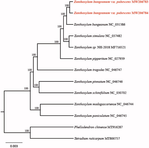 Figure 1. Maximum-likelihood phylogenetic tree of Zanthoxylum bungeanum var. pubescens and other related species based on the complete chloroplast genome sequence. The number on each node indicates bootstrap support value.