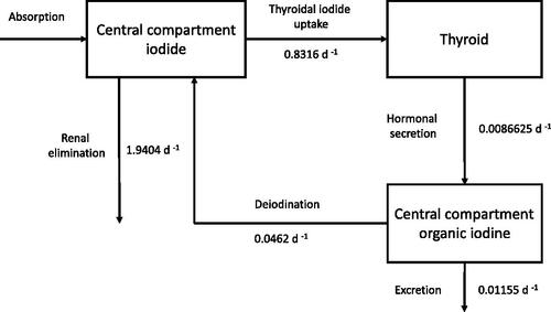 Figure 1. Simple three-compartment biokinetic model developed by Riggs (Citation1952) and adopted for many years by the ICRP. For simplification, compartments related to the inhalational absorption or ingestion are omitted. The central compartments contain all the iodide or organic iodine in the body, except the amount in the thyroid. All exchange processes between compartments or describing elimination are first order kinetics. Adapted and modified from ICRP (Citation1997).