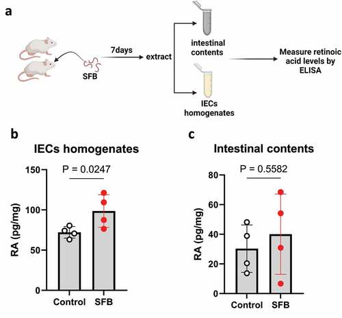 Figure 1. SFB enhances RA level in host’s intestine. Conventional C57BL6 were orally gavaged PBS or SFB. (a) Experiment approach. (b) ELISA measure of RA level of intestinal contents, and IECs homogenates. Results are mean ± SD of each group containing 4 mice.