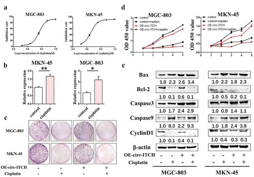 Figure 4. Circ-ITCH has partial effect on anticancer chemotherapy. (a) The IC50 value of cisplatin was determined by CCK8 experiment (MKN-45:1.5μΜ, MGC-803:2.6μΜ). (b) The expression level of circ-ITCH was up-regulated in MKN-45 and MGC-803 cells after treating with cisplatin. (c) Cisplatin treatment or overexpression of circ-ITCH could inhibit the formation of colonies in GC cells, but cisplatin had a stronger effect. (d) Cisplatin treatment or overexpression of circ-ITCH could inhibit the proliferation of GC cells, but cisplatin was stronger. (e) The changes of apoptosis-related indicators and Cyclin D1 after cisplatin treatment or overexpression of circ-ITCH