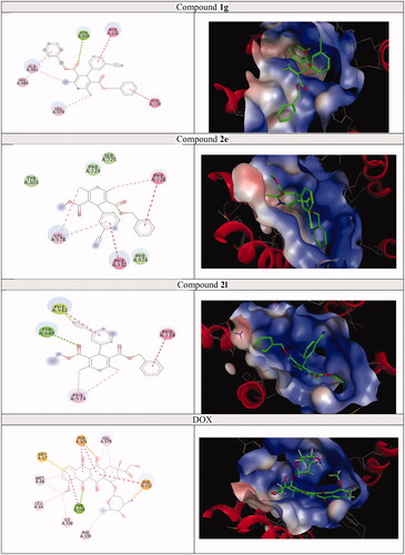 Figure 10. The 2D and 3D docking poses of compounds 1g, 2e, 2l and DOX interactions with P-gp (PDB ID: 3G60).