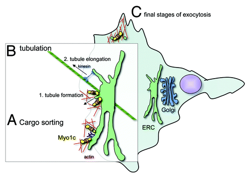 Figure 1. Model outlining the possible molecular roles of Myo1c in lipid raft recycling. (A) Myo1c could mediate cargo sorting at the endocytic recycling compartment (ERC), a process that is crucial for the correct recycling of proteins by distinct pathways. By linking lipid raft membranes and cargo proteins associated with these microdomains to adjacent actin filaments, Myo1c could cluster molecular cargo for subsequent transport to the cell surface. (B) Myo1c might initiate the generation of recycling tubules at the ERC by membrane deformation. By anchoring the membrane to surrounding actin filaments Myo1c motor activity could generate a force to deform the membrane for nascent tubular carriers. Through its ATP-driven powerstroke Myo1c could create the tension that would actively pull on the ERC membrane. Thereby Myo1c might prime the formation of tubule precursers, which may then be elongated toward the plasma membrane by microtubule-associated kinesin motors. (C) Myo1c could also be involved in the final stages of exocytosis, where it might propell cargo transport through the dense cortical actin filament network. It is also plausible that Myo1c together with its binding partner RalA and the exocyst complex mediates the docking and fusion of lipid raft enriched recycling carriers with the plasma membrane. These proposed activities are not mutually exclusive and it is possible that each might contribute to Myo1c function in lipid raft exocytosis.