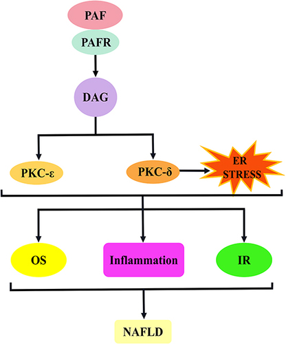 Figure 8 PAF activates the DAG–PKCε/PKCδ signalling pathway to promote the mechanism of NAFLD development. The binding of PAF to PAFR induces DAG production. The activation of DAG induces PKC (PKCε and PKCδ) activation, and PKCδ may also agonise endoplasmic reticulum stress. This pathway is involved in NAFLD development mainly through the induction of oxidative stress, inflammatory response and insulin resistance.