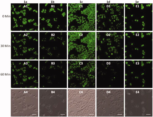 Figure 4. Fluorescence microscopy images of HeLa cells incubated with 1a–1e (A1–E1) upon addition of Cu2+ for 30 minutes (A2–E2), 60 minutes (A3–E3). Bright field images of 1a–1e (A4–E4). The scale bar in the figure is 30 μm.