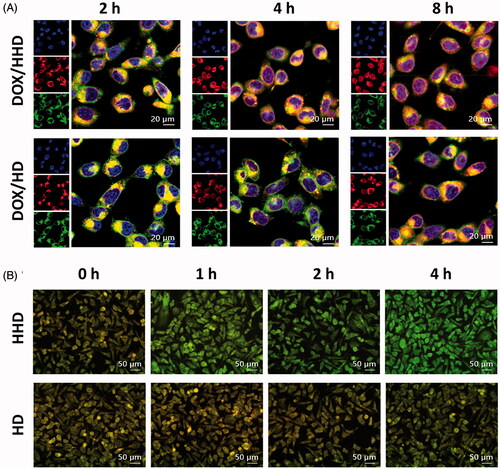 Figure 4. Intracellular trafficking of DOX-loaded micelles. (A) Intracellular distribution of DOX/HHD or DOX/HD (10 μg/mL DOX concentration) (63×). (B) AO staining of cells treated with blank HHD or HD micelles (20×).