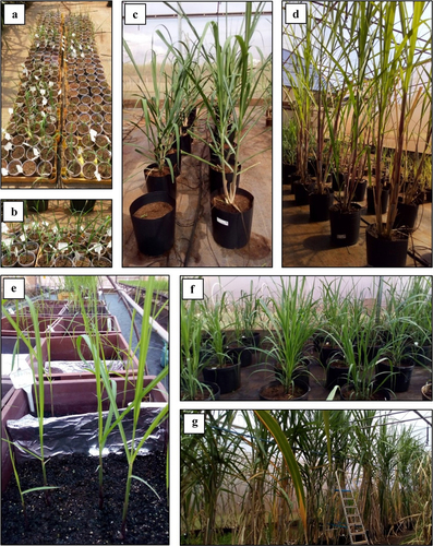 Figure 1. Growth of saccharum ssp hybrid cv. SP80–3280 transgenic lines and control in the greenhouse. (A-D) primary transformants (T0) of independent events and control. A-B. 45-day-old. C. ~4-month-old. D. ~7-month-old. T1 transgenic lines (L4, L6, L49 and L58) and control (E-G). E. pre-sprouted sets. F. ~4-month-old. G. ~9-month-old.