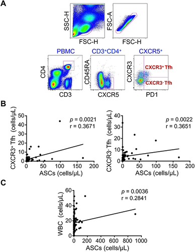 Figure 4 Septic ASCs correlate positively with peripheral T follicular helper (Tfh). (A) Representative flow plots of CD3+CD4+CXCR5+PD1hiCXCR3+ and CD3+CD4+CXCR5+PD1hiCXCR3− Tfh cells. (B) Representative prevalence of CXCR3+Tfh and CXCR3−Tfh cells from individual subjects in septic patients (n = 68), significant correlations are found between the frequency of Tfh cells and septic ASCs. Each dot represents one individual. The solid line represents the linear growth trend. (C) Correlation between circulating septic ASCs and WBC (n = 68). r, correlative coefficient. p values were determined by Spearman’s rank correlation.