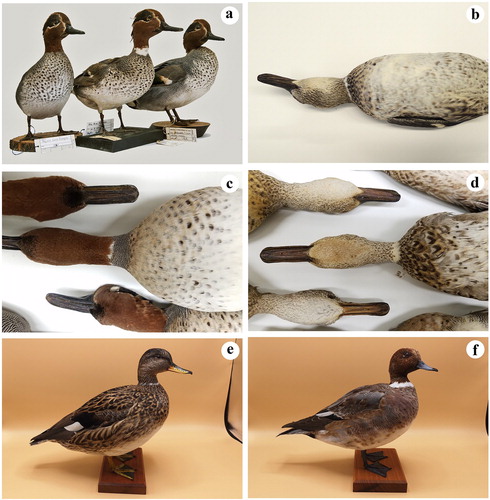 Figure 1. Examples of dabbling ducks showing the white neck-ring plumage trait. (a) Eurasian Teal, adult male, showing a white neck-ring, between two males showing normal plumage (ISPRA collection, Ozzano, Italy); (b) Eurasian Teal, adult female, the same bird was genetically analysed in this study (Carmagnola collection, Carmagnola Museum, Italy); (c) Green-winged Teal, adult male (Smithsonian collection, Washington Museum – US); Green-winged Teal, juvenile male (Smithsonian collection, Washington Museum – US); (e) Gadwall, female (Scagliarini collection, Jesolo Museum, Italy) and (f) Eurasian Wigeon, male (Scagliarini collection, Jesolo Museum, Italy).