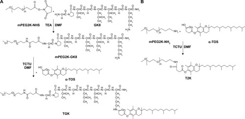 Figure 1 Synthetic routes of TGK (A) and T2K (B).Abbreviations: mPEG2K-NHS, methoxy-polyethylene glycol (MW 2,000 Da) activated by N-hydroxysuccinimide; GK8, GPVGLIGK-NH2 peptide; α-TOS, d-α-tocopheryl succinate; TCTU, O-(6-chlorobenzotriazol-1-yl)-N,N,N′,N′,-tetramethyluronium tetrafluoroborate; DMF, dimethylformamide; TEA, triethylamine; TGK, mPEG2K-GK8-α-TOS conjugate; T2K, mPEG2K-α-TOS conjugate; MW, molecular weight.
