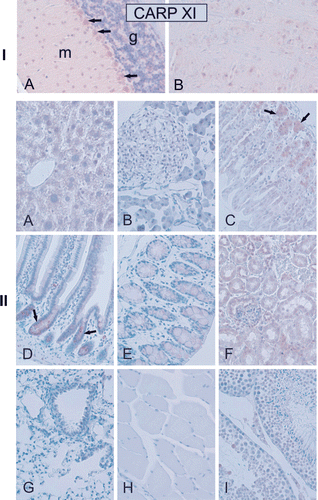 Figure 10.  Immunohistochemical staining of carbonic anhydrase-related protein XI (CARP XI) protein in mouse tissues. Panel I. (A) Moderate expression of CARP XI in cerebellar Purkinje cells. (B) There was faint signal for CARP XI in cerebrum. Panel II. Weak immunoreactions for CARP XI in the crypts of Lieberkuhn (arrows in D), gastric glands (arrows in C), and renal tubule cells (F). Extremely weak signals can also be observed in the (A) liver, (E) colon and (I) testis. The (B) pancreas, (G) lung, and (H) skeletal muscle were all negative. Original magnifications are at ×20. Adopted from Aspatwar et al.Citation12