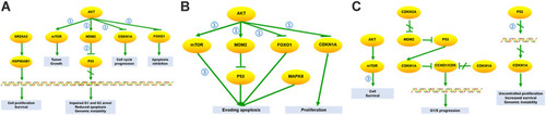 Figure 6 The resveratrol-targeted genes related part of the top three KEGG pathways. (A) Prostate cancer pathway: (1) PI3K-Akt signaling pathway and (2) p53 signaling pathway are involved in the process, resulting in impaired G1/G2 arrest, reduced apoptosis, genomic instability, cell proliferation, survival, tumor growth, cell cycle progression, apoptosis inhibitions. (B) Pathways in cancer: (1) PI3K-Akt signaling pathway and (3) mTOR signaling pathway are involved in the process, resulting in evading apoptosis and proliferation. (C) Glioma pathway: (2) p53 signaling pathway and (3) mTOR pathway are involved in the process, resulting in cell survival, G1/S progression, uncontrolled proliferation, increased survival, and genomic instability.