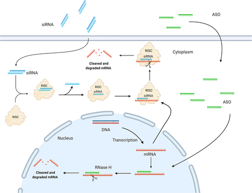 Figure 2. Schematic illustration depicting siRNA and ASO mechanisms of action. A: In the cytoplasm, siRNA triggers are incorporated into the RNA-induced silencing complex (RISC); a ribonucleoprotein complex consisting of Dicer, the RNA binding protein (TRBP), and the RNase Argonaute 2 (AGO2). Upon RISC loading, the strand with the less thermodynamically stable 5’-end is incorporated and guides the RISC to the complementary target mRNA. The mRNA target dissociates from the intact siRNA after AGO2 cleavage, freeing RISC to regenerate and cleave additional mRNA targets. B: ASOs modulate target mRNA expression either by steric blocking (mixmers) or recruitment of RNase H (gapmers). Gapmers are composed of a central DNA region flanked at both ends by chemically modified ribonucleotides and recruit RNase H, which recognizes and cleaves DNA:RNA heteroduplexes.